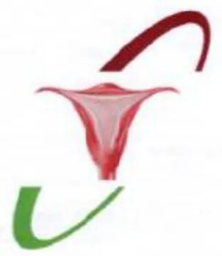 Vv U