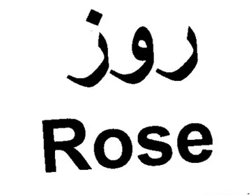 Rose روز