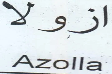 Azolla كدج trademark logo