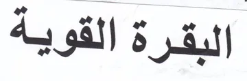 البقرة القوية